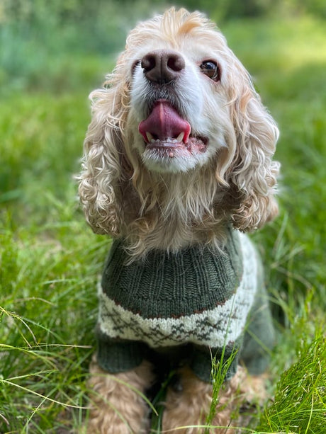 Berroco Ultra Wool Fetch Dog Cardigan Pattern FREE at Little Knits