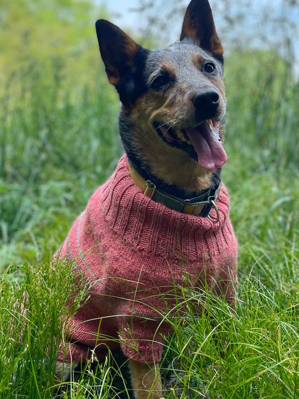 Berroco Ultra Wool Fetch Dog Cardigan Pattern FREE at Little Knits